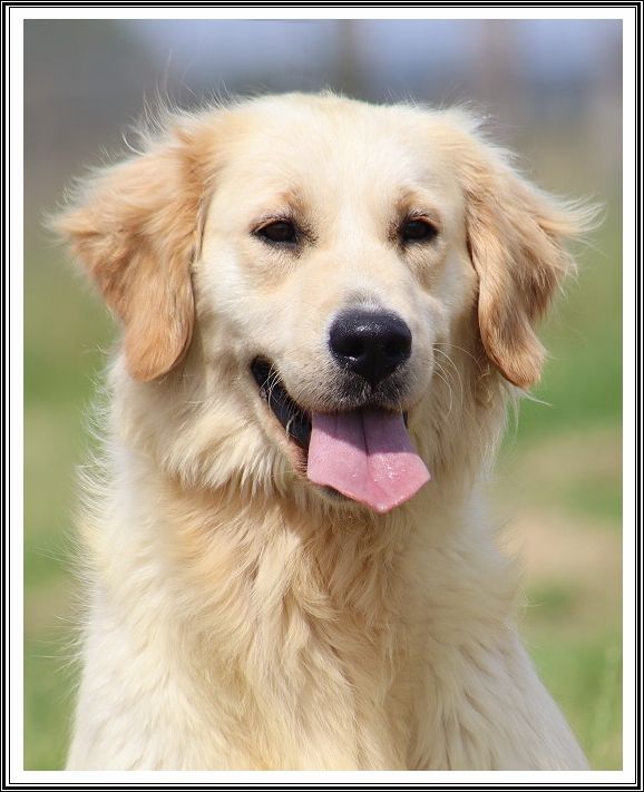 Les Golden Retriever de l'affixe du bois des amazones