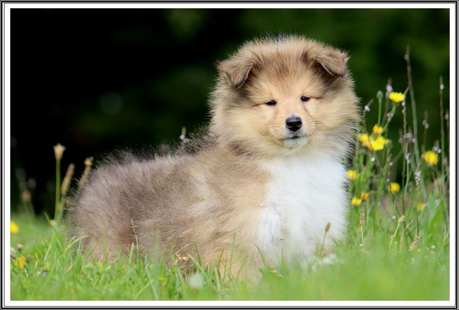 du bois des amazones - Chiot disponible  - Colley à poil long