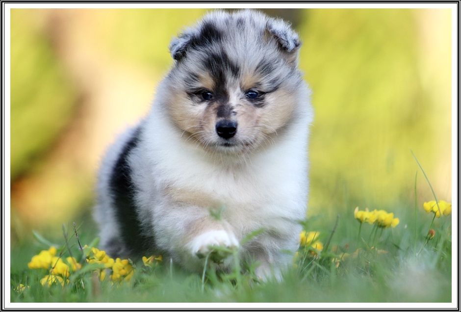 du bois des amazones - Chiot disponible  - Colley à poil long