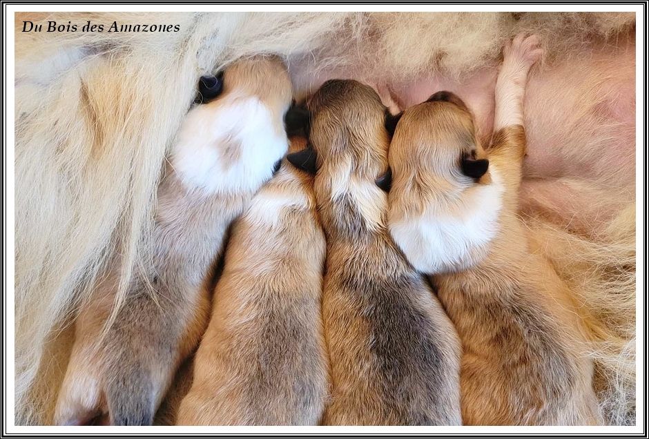 du bois des amazones - Chiot disponible  - Colley à poil long