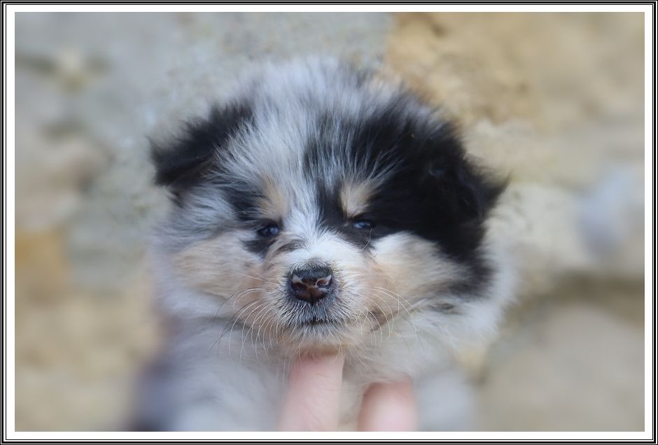 du bois des amazones - Chiot disponible  - Colley à poil long