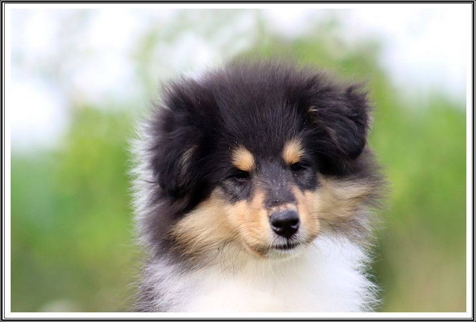 du bois des amazones - Chiot disponible  - Colley à poil long