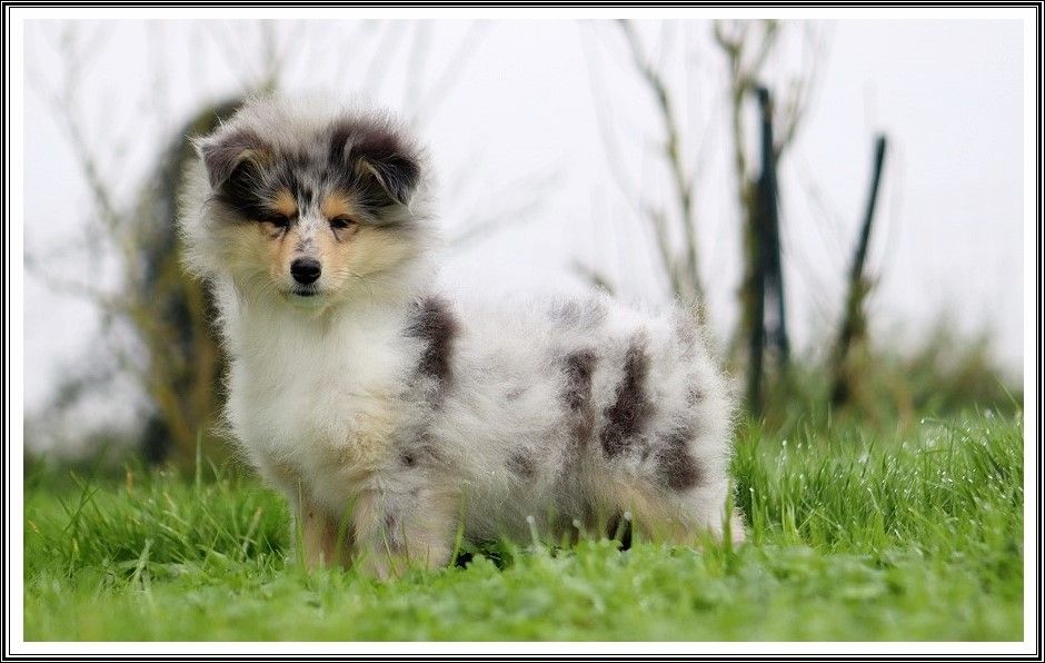 du bois des amazones - Chiot disponible  - Colley à poil long