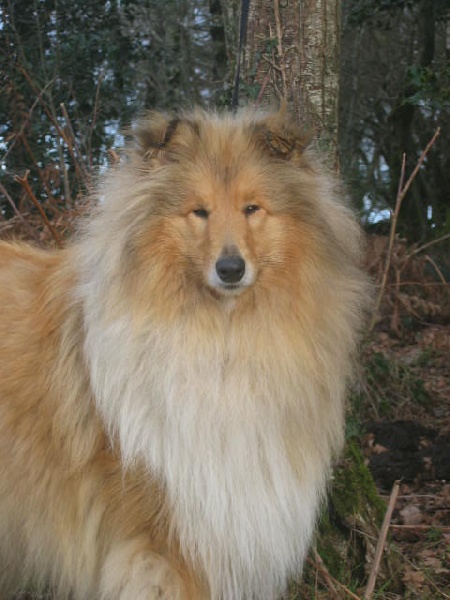 Eternelle obsession du bois des amazones