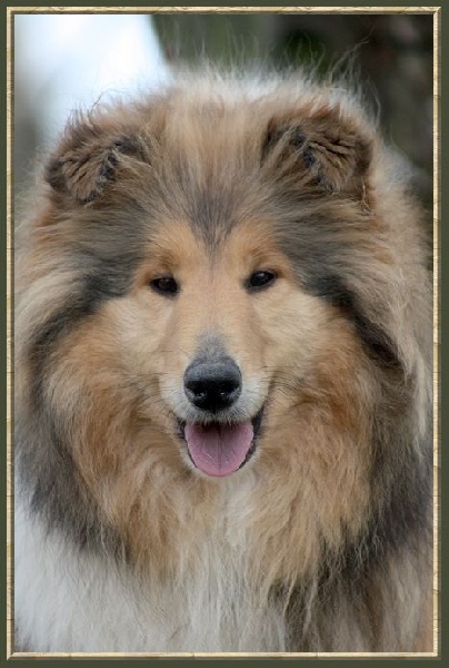 Divine idylle du bois des amazones