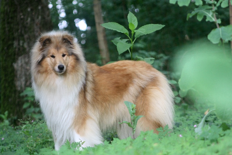 Femme fatale du bois des amazones