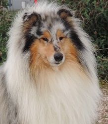 Heart of my life du bois des amazones