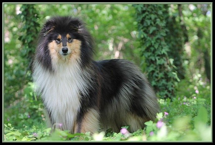 Holly satine night du bois des amazones