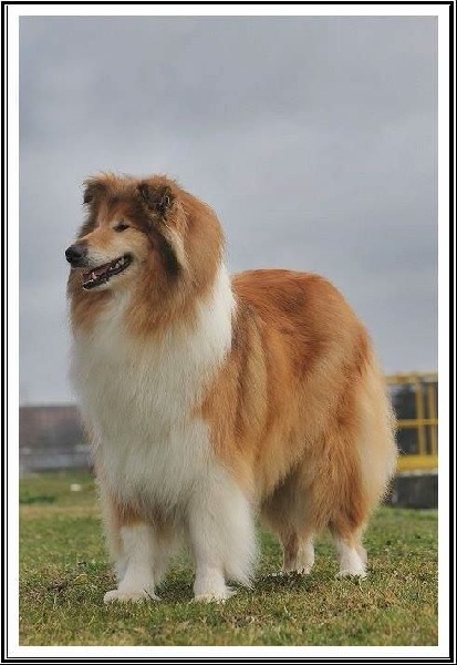 Ivresse du bois des amazones