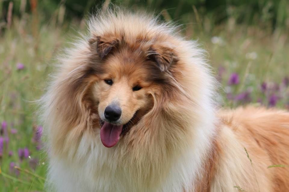 Lune de miel du bois des amazones