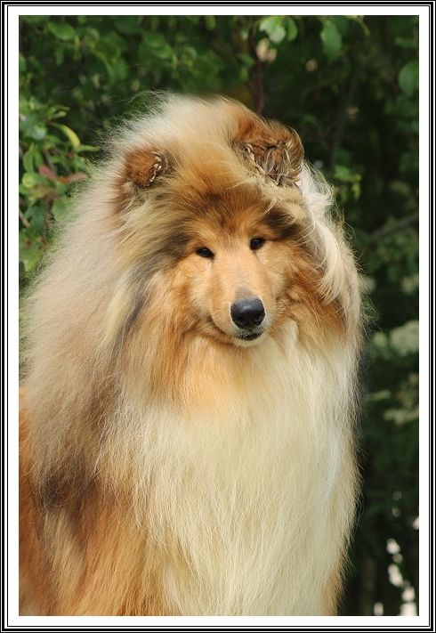 Speciale edition du bois des amazones