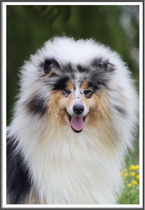 CH. Twist again du bois des amazones