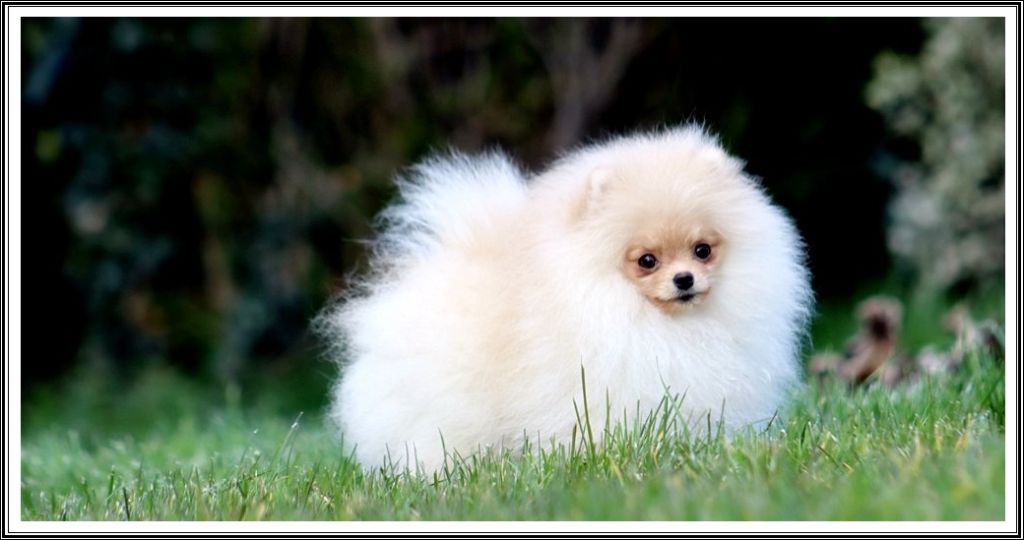 U'maurice Mon Amour De Pomeranien
