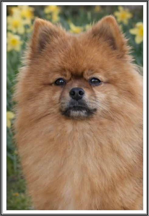 Ready for show du Crystal Noir