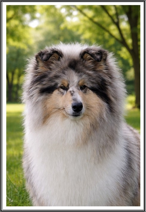 Virgule en anjou De La Légende Du Collinois