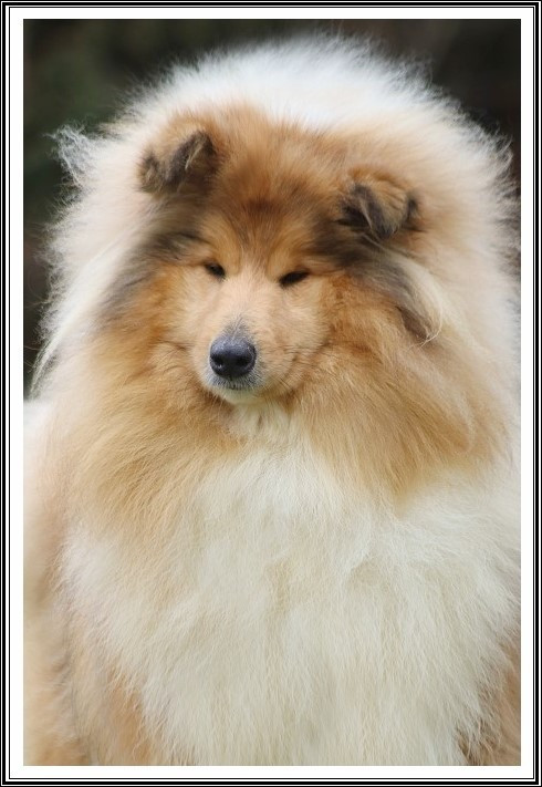 Vole vole farandole du bois des amazones