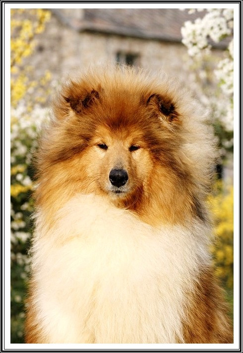 Very irresistible du bois des amazones