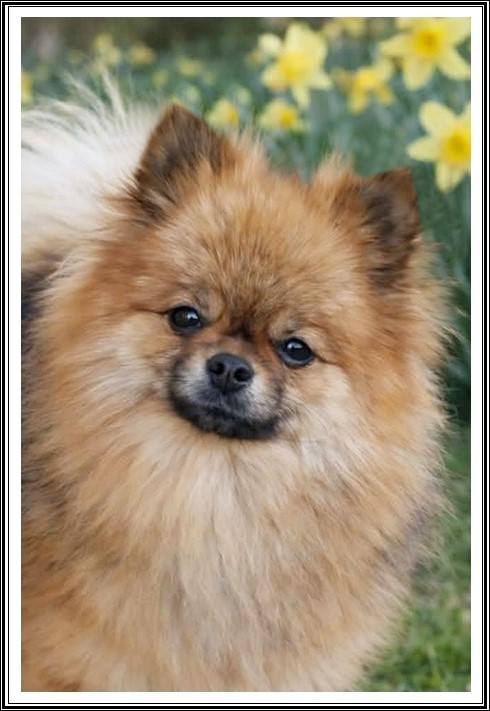 Volcane starfire du Crystal Noir