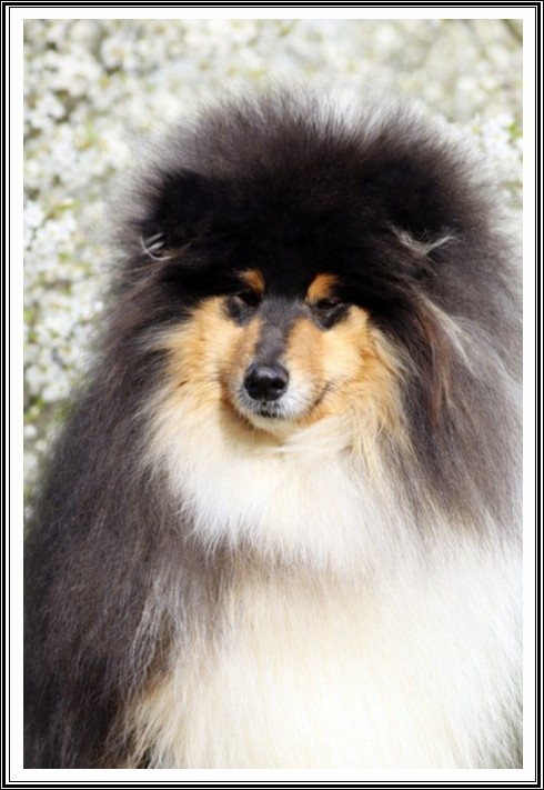 After eight du bois des amazones