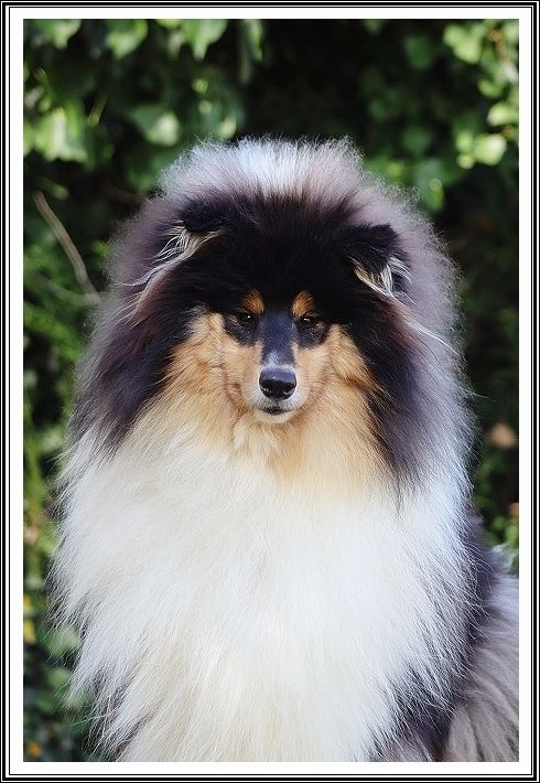 Valse brune du bois des amazones