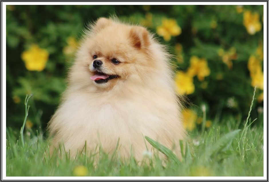 U'maurice Mon Amour De Pomeranien