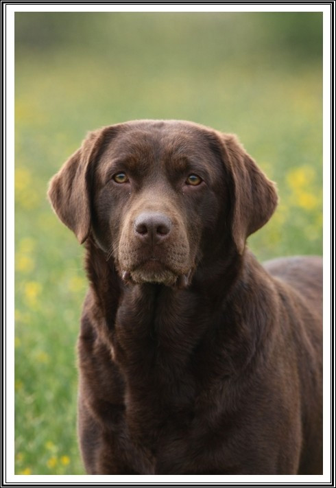 Tomette De Pepsie Pep's