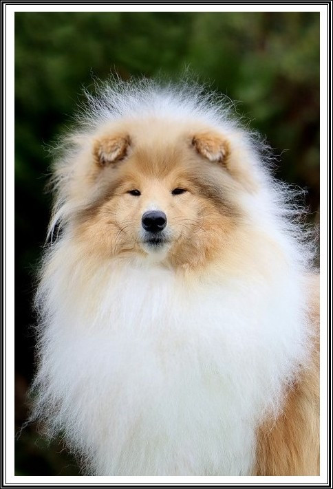 Very special du bois des amazones