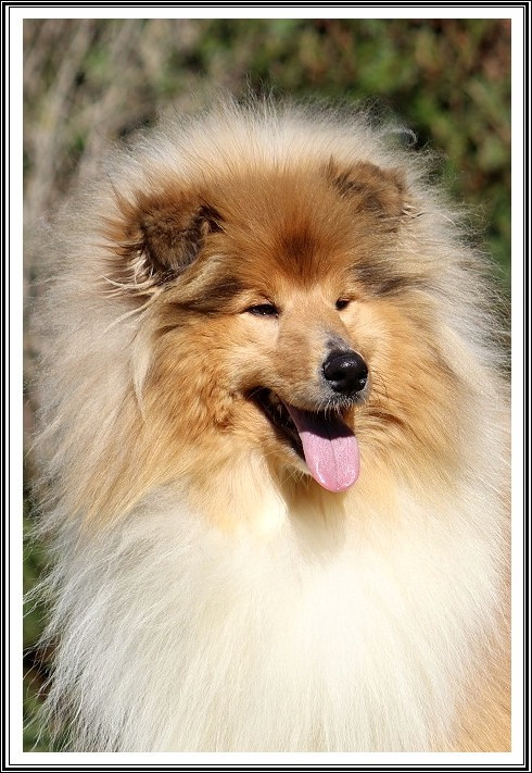 Ange ou démon du bois des amazones