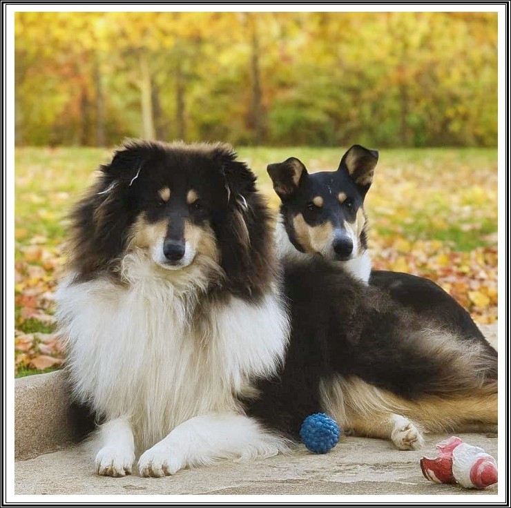 Viens on s'aime du bois des amazones