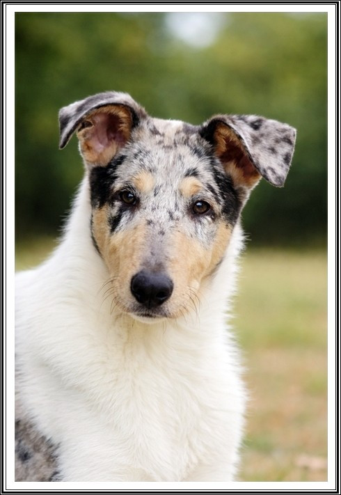 Eragon of Little Queensland