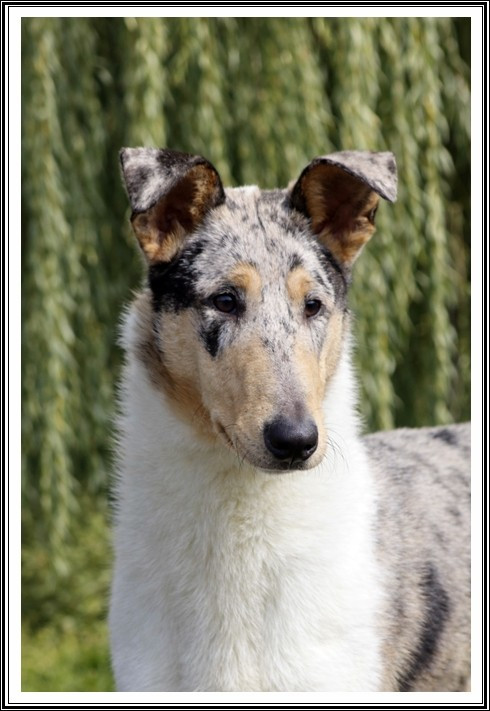 Eragon of Little Queensland