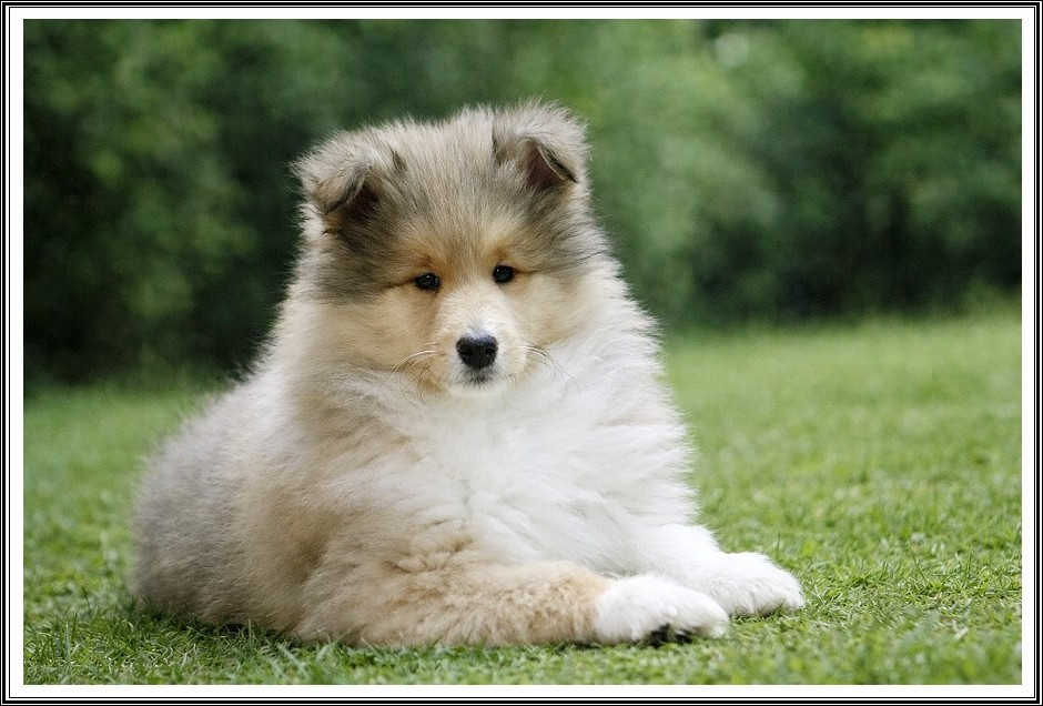 Akuna Matata du bois des amazones