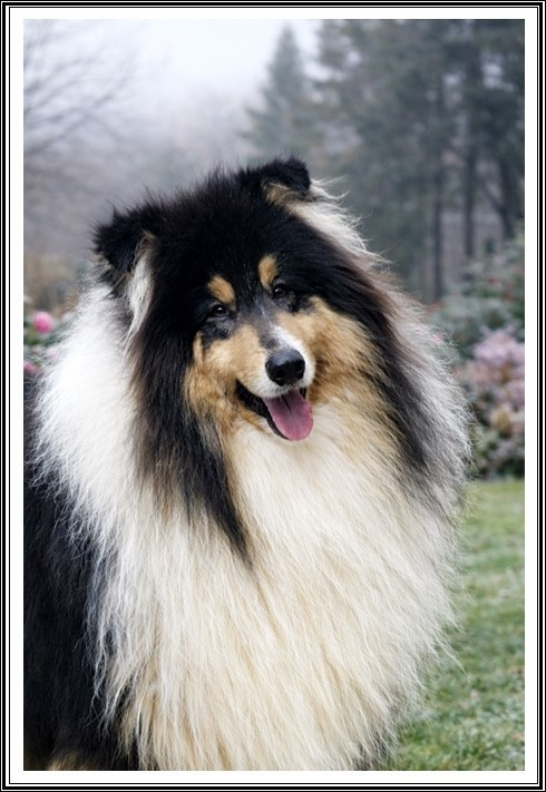 Arsène Lupin du bois des amazones