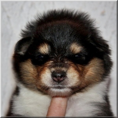 du bois des amazones - chiots disponibles