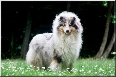 du bois des amazones - Galactic Blue !