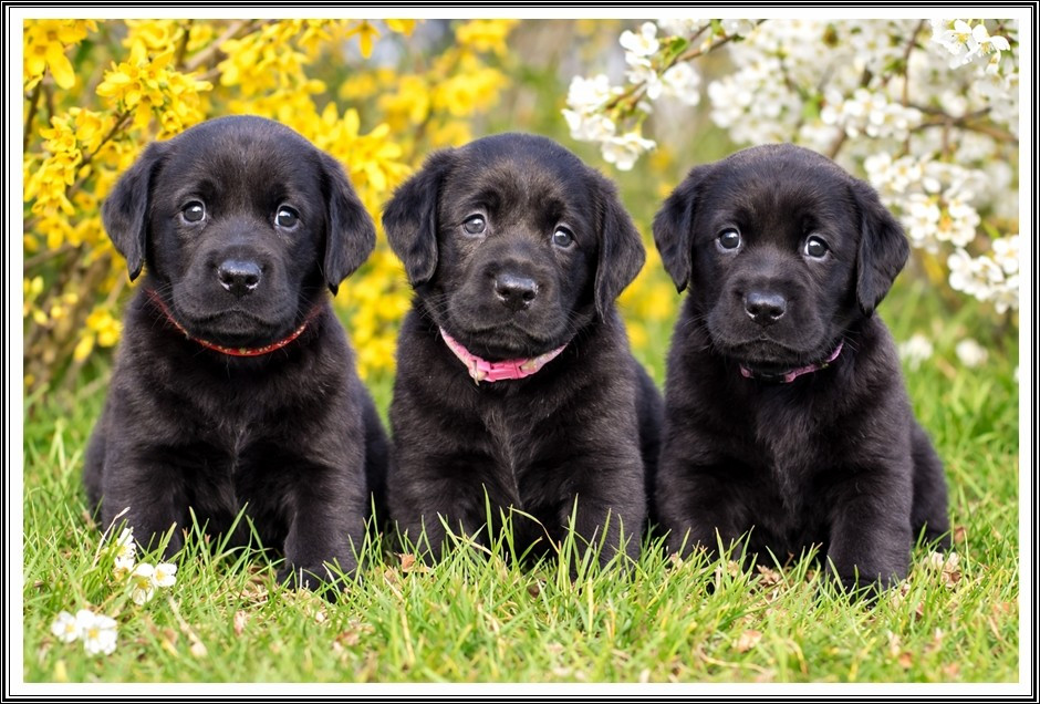 2 femelles disponibles