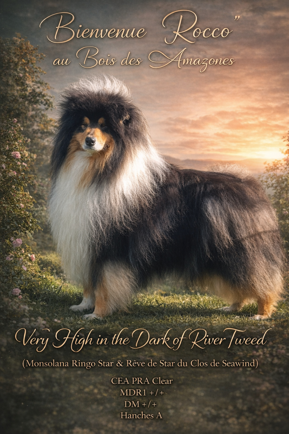 Bienvenue Rocco !!!!