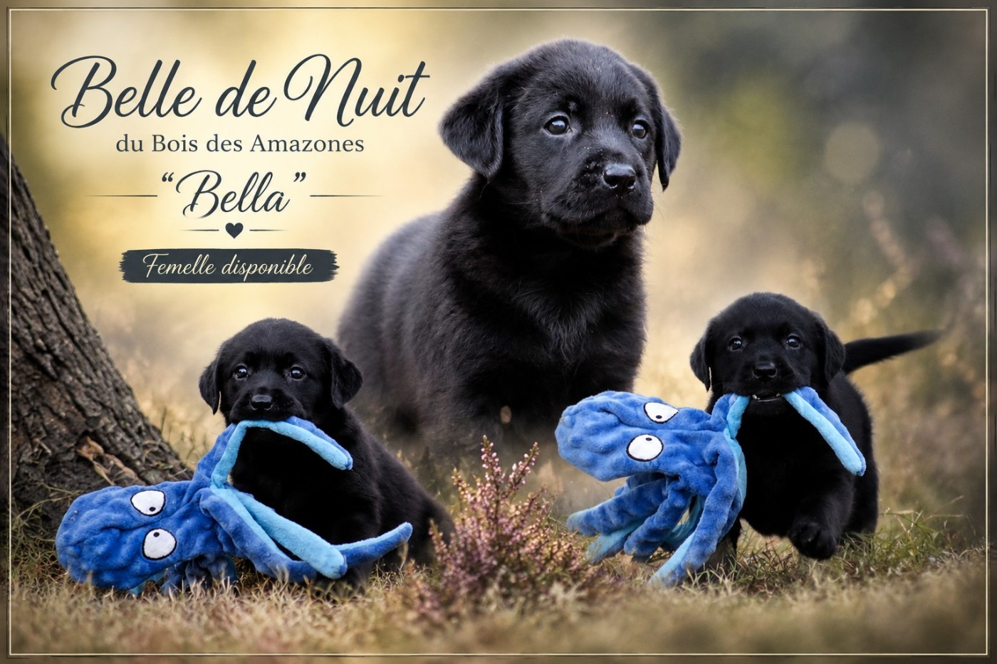 Superbe femelle noire disponible