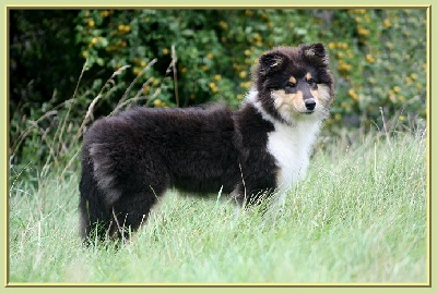 du bois des amazones - Meilleur Puppy en doublé