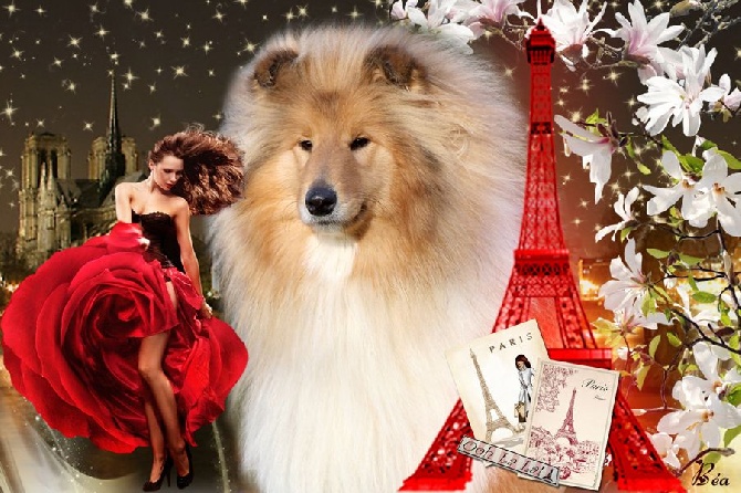 du bois des amazones - CACIB à Paris pour "Paris" !