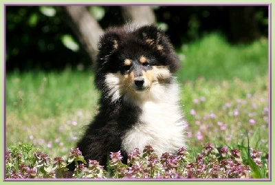 du bois des amazones - Bienvenue Shelby