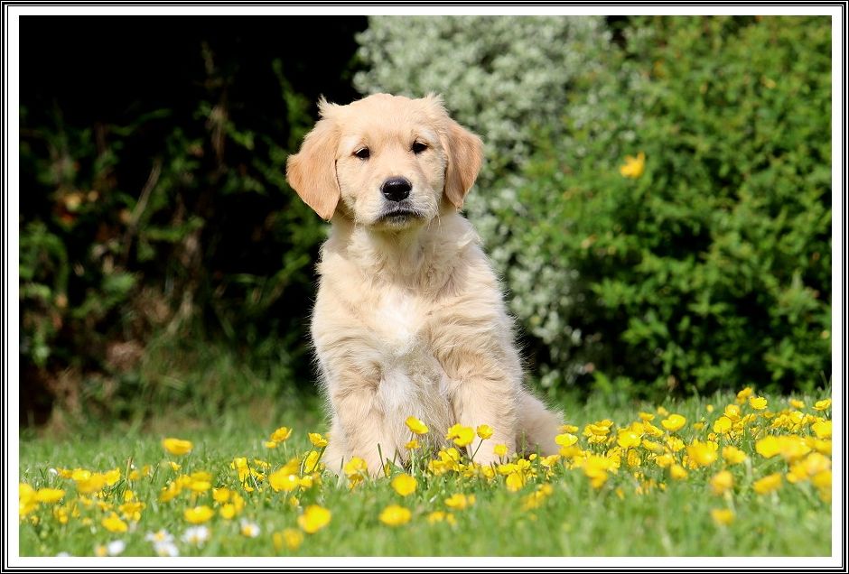 Bienvenue à nos Golden Retriever