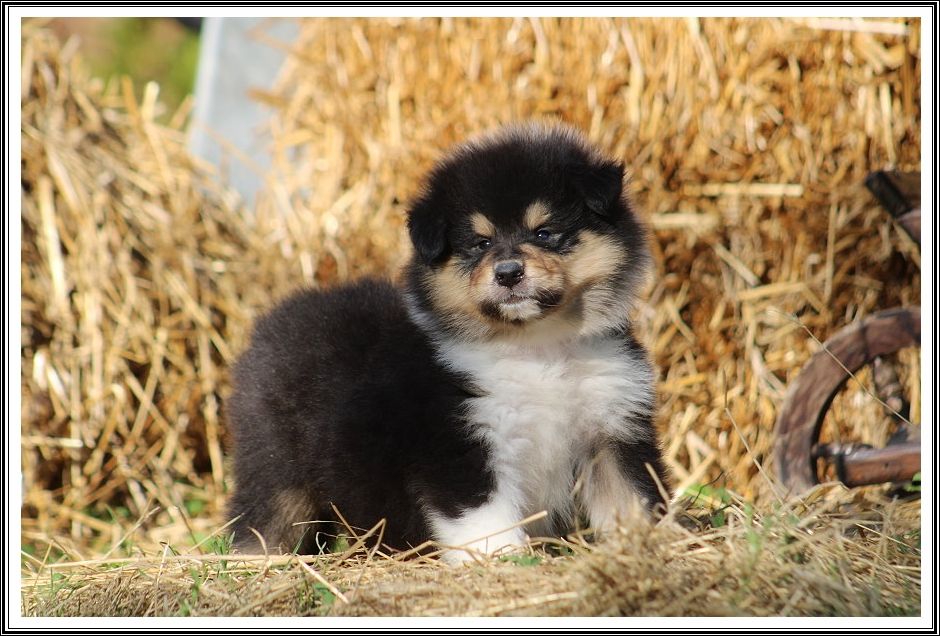 du bois des amazones - chiots disponibles
