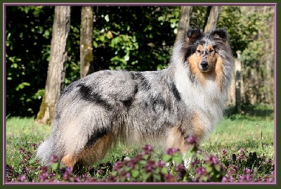 du bois des amazones - Collie Farm Icebreaker