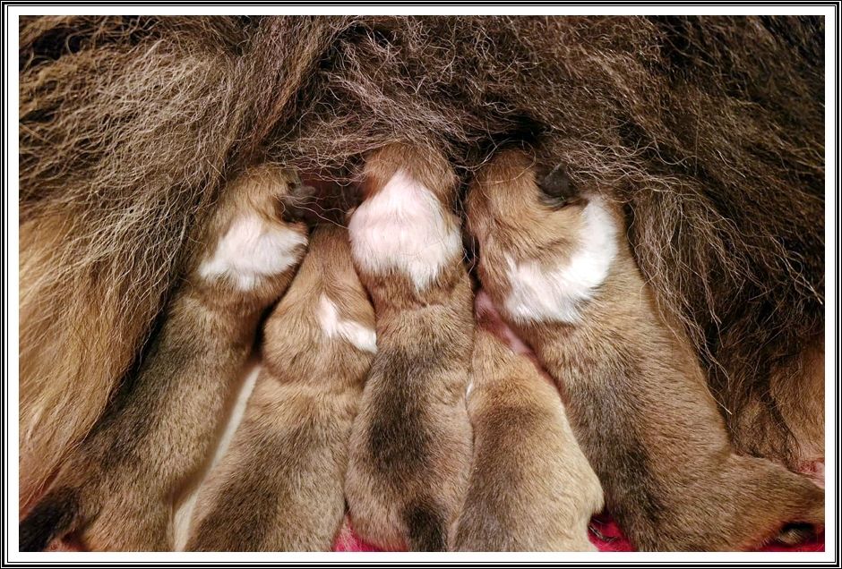 du bois des amazones - Chiots disponibles - Colley à poil long