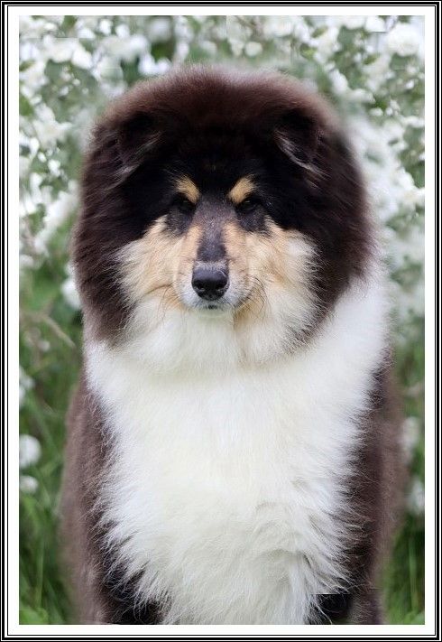 du bois des amazones - Chiots disponibles - Colley à poil long