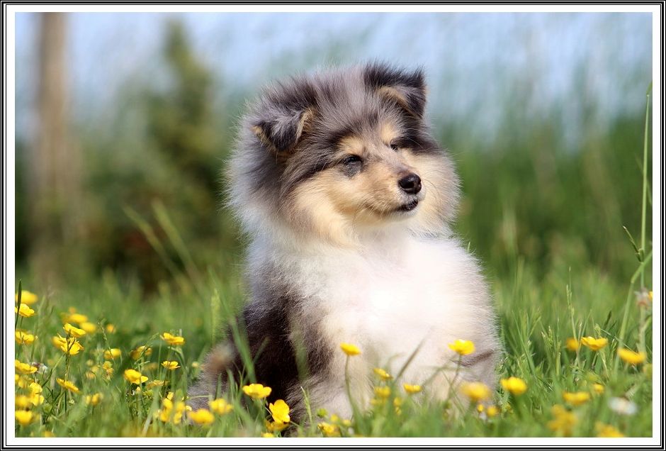 du bois des amazones - Chiots disponibles - Colley à poil long