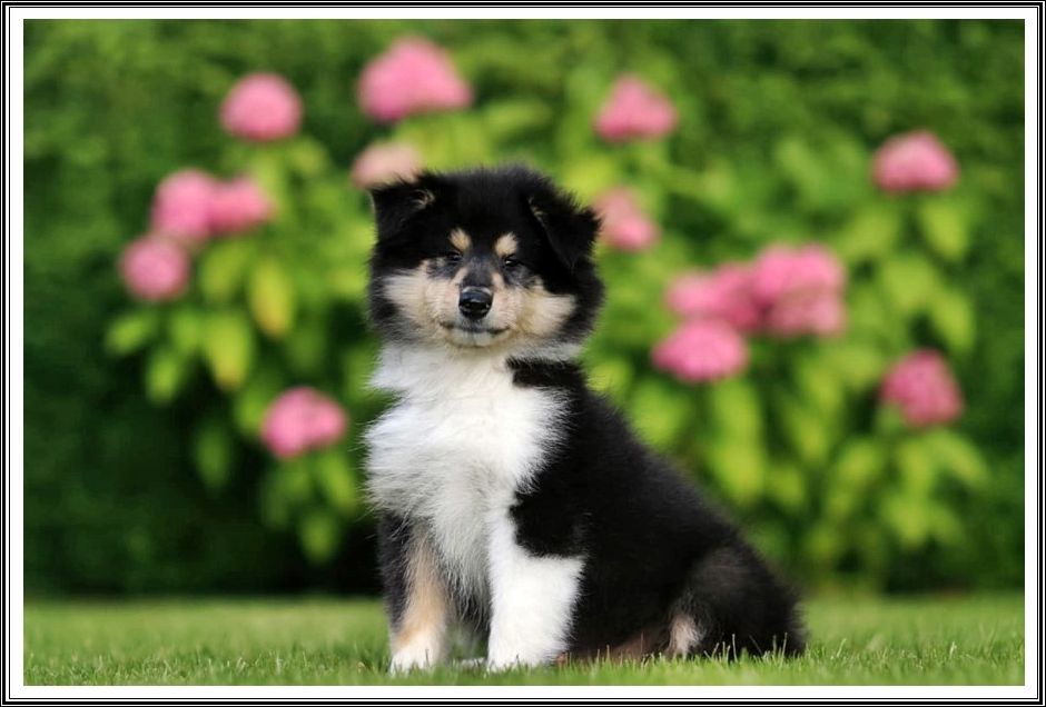 du bois des amazones - Chiots disponibles - Colley à poil long