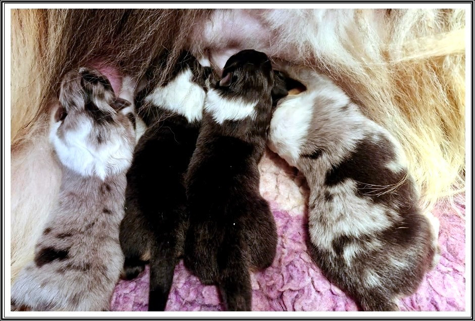 du bois des amazones - Chiots disponibles - Colley à poil long