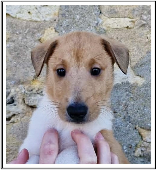 du bois des amazones - Chiots disponibles - Colley à poil court